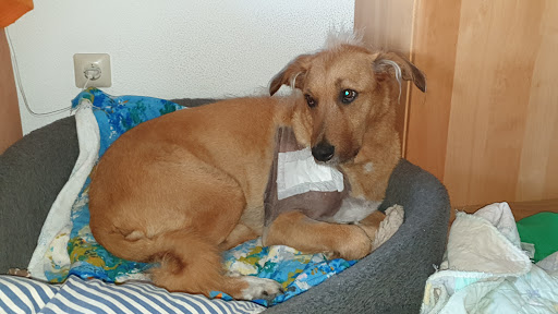 Dr.med.vet. Hannes Kriegleder Tierarzt unter Gauting, Bayern