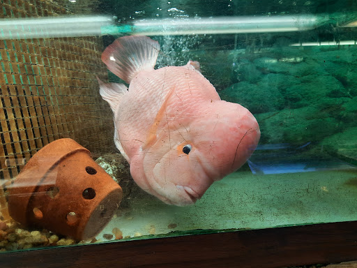 Tropical Fish Store «Keller Farms», reviews and photos, 3405 Denton Hwy, Haltom City, TX 76117, USA