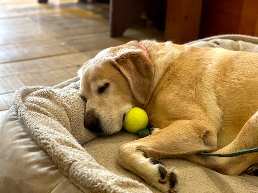 Camping Store «Out There Outfitters», reviews and photos, 123 N Wayne Ave, Wayne, PA 19087, USA