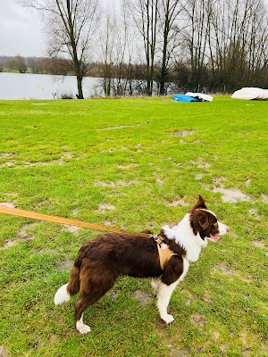 We Love Pets Ashford