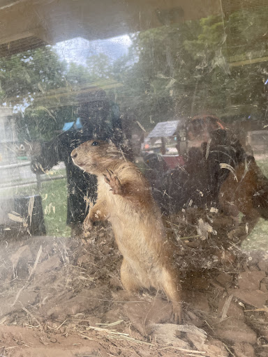 Zoo «Bailiwick Animal Park and Riding Stables», reviews and photos, 118 Castle Rd, Catskill, NY 12414, USA