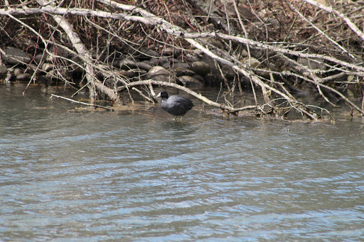 Park «Commonwealth Lake Park», reviews and photos, SW Butner Rd & SW Huntington Ave, Cedar Hills, OR 97225, USA