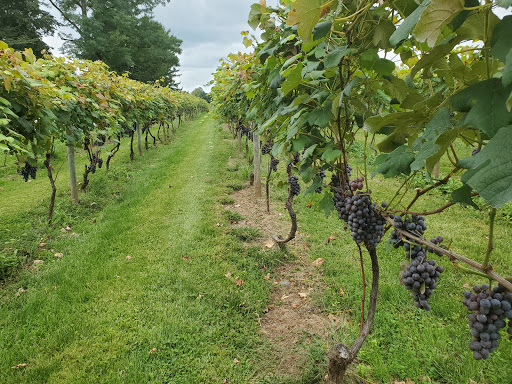 Vineyard «Crossing Vineyards and Winery», reviews and photos, 1853 Wrightstown Rd, Newtown, PA 18940, USA