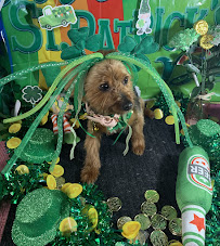 Shack In The Back Grooming - Photo 1 - Car repair in Fresno, CA, Fresno