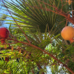 Photo n°9 de l'avis de Ina.t fait le 05/10/2023 à 19:04 sur le  Hotel Terme Villa Angela à Forio