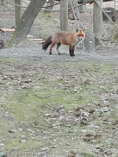 Photos of Skovlegeplads