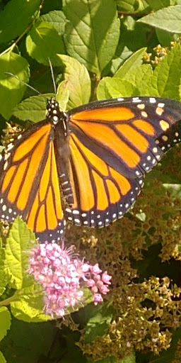 Plant Nursery «Colonial Gardens», reviews and photos, 745 Schuylkill Rd, Phoenixville, PA 19460, USA