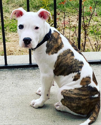 5017 Ritchie Hwy, Brooklyn, MD 21225, USA