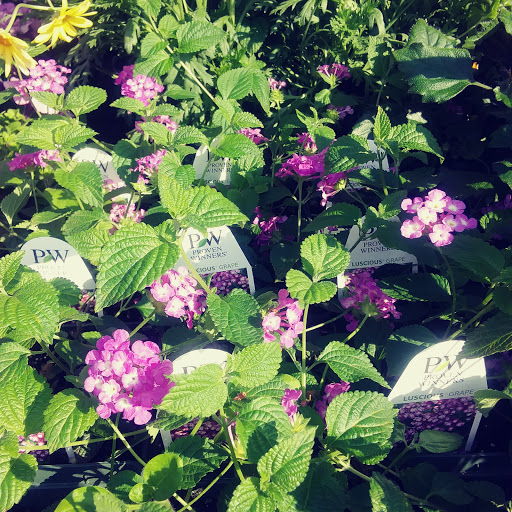 Produce Market «Stauffer Fruit Stand», reviews and photos, RR 663, Pennsburg, PA 18073, USA