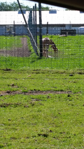 Zoo «Dutch Creek Farm Animal Park», reviews and photos, 6255 N 1000 W, Shipshewana, IN 46565, USA