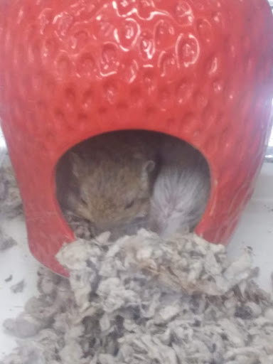 Pet Supply Store «Petco Animal Supplies», reviews and photos, 1624 Governors Square Blvd, Tallahassee, FL 32301, USA