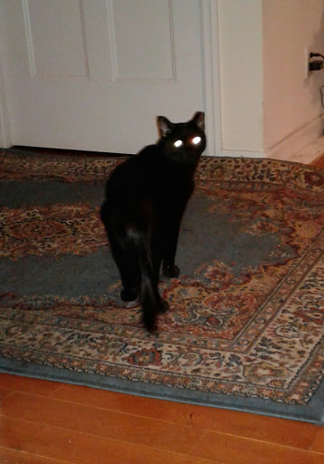 Pet Store «Bushy Tails», reviews and photos, 1087 Flushing Ave, Brooklyn, NY 11237, USA