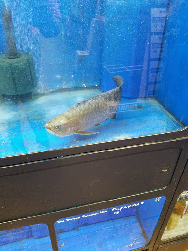 Tropical Fish Store «Aquatic Wildlife Co», reviews and photos, 70 Buckland Rd, South Windsor, CT 06074, USA