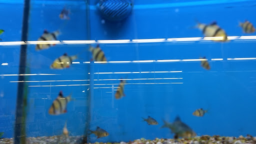 Pet Supply Store «Petco Animal Supplies», reviews and photos, 8966 S Broadway Ave #112, Tyler, TX 75703, USA