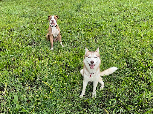 Pensioni per cani e dog hotel a Centro Cinofilo Il Quadrifoglio