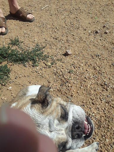 Dog Park «Grandview Dog Park», reviews and photos, 17500 E Quincy Ave, Aurora, CO 80015, USA