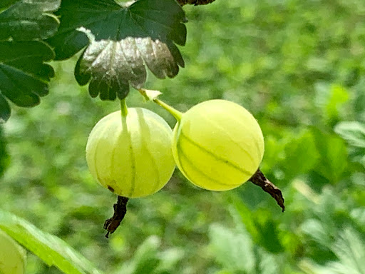 Winery «Bokes Creek Winery», reviews and photos, 26211 OH-31, Raymond, OH 43067, USA