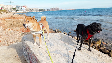 Dog Sitters- | Torrevieja