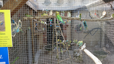 La Ferme aux Oiseaux Exotiques à Athis