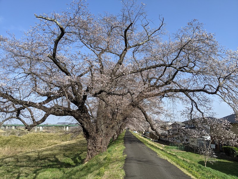 日本一大きなソメイヨシノの巨木(白石川堤一目千本桜)