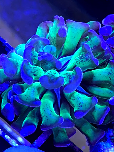 Pet Store «Colchester pet Shop LLC», reviews and photos, 111 Loomis Rd #2a, Colchester, CT 06415, USA