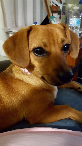 Pet Supply Store «PetSmart», reviews and photos, 150 Glynn Isle, Brunswick, GA 31525, USA