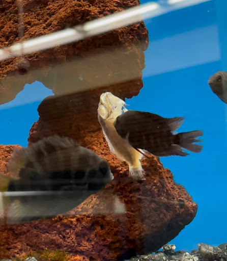 Pet Supply Store «Petco Animal Supplies», reviews and photos, 517 N 3rd Pl, Manhattan, KS 66502, USA