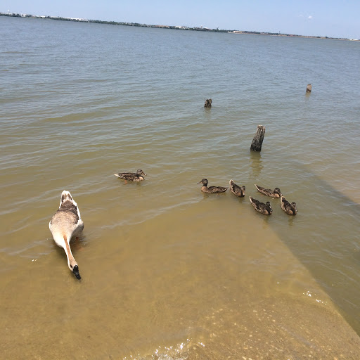 Park «Mountain Creek Lake Park Pavilion», reviews and photos, 2402 Cardiff St, Grand Prairie, TX 75051, USA