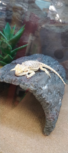 Pet Supply Store «Petco Animal Supplies», reviews and photos, 430 N Euclid St, Anaheim, CA 92801, USA