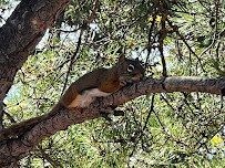 Junie's Pest Control