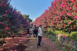 Camellia Hill Botanical Garden image