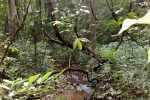 Poongottkavu Forest image
