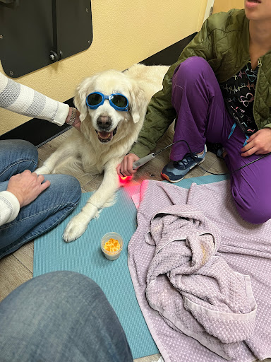 Calabasas Animal Clinic image