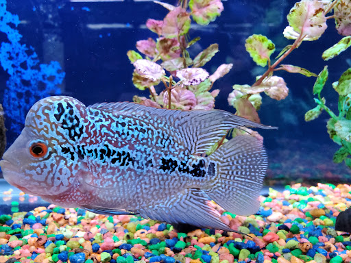 Tropical Fish Store «The Fish Hut of New Jersey», reviews and photos, 114 US-46, Saddle Brook, NJ 07663, USA