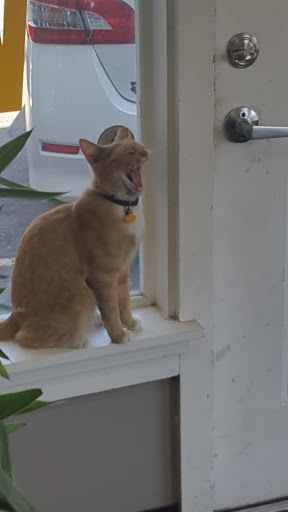 Used Car Dealer «All Star Auto LLC», reviews and photos, 9301 Johnson Dr, Shawnee, KS 66203, USA