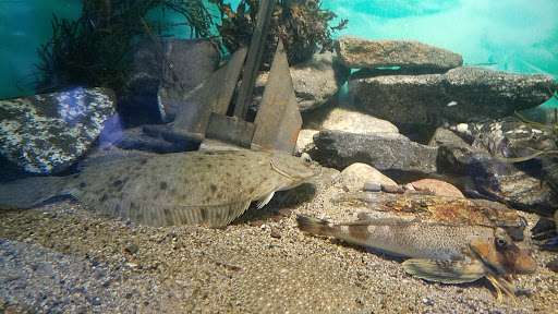 Aquarium «Maine State Aquarium», reviews and photos, 194 McKown Point Rd, West Boothbay Harbor, ME 04575, USA