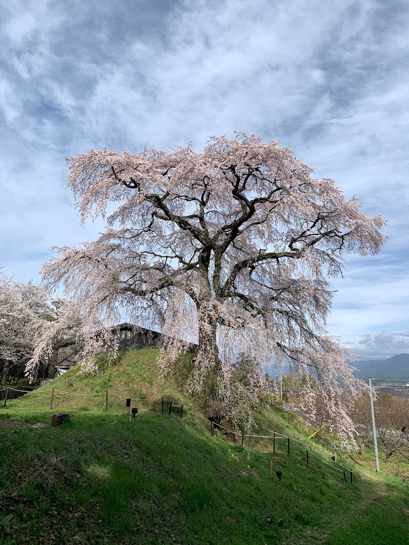 麻績の里 石塚桜