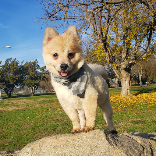 Pet Supply Store «PetSmart», reviews and photos, 3220 W Shaw Ave, Fresno, CA 93711, USA