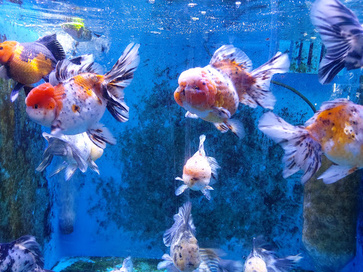 Tropical Fish Store «Aquatic Treasures», reviews and photos, 35 Galen St, Watertown, MA 02472, USA