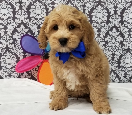 Pet Store «Happiness Is Pets», reviews and photos, 15647 94th Ave, Orland Park, IL 60462, USA