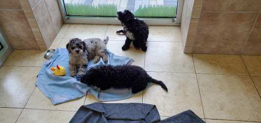 Pet Supply Store «Lil Rascals», reviews and photos, 10035 Gulf Center Dr #105, Fort Myers, FL 33913, USA