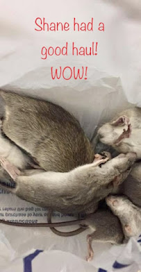 Adam's Pest Control - Photo 4 - Car repair in Spring, TX, The Woodlands