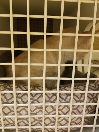 Pet Supply Store «Petco Animal Supplies», reviews and photos, 4030 N MacArthur Blvd #200, Irving, TX 75038, USA