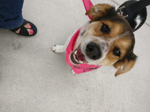 Pet Supply Store «PetSmart», reviews and photos, 181 Wilson Ave, Hanover, PA 17331, USA