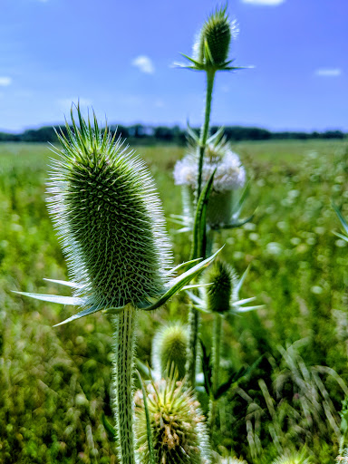 Nature Preserve «Midewin National Tallgrass Prairie», reviews and photos, 30239 S. State Route 53, Wilmington, IL 60481, USA