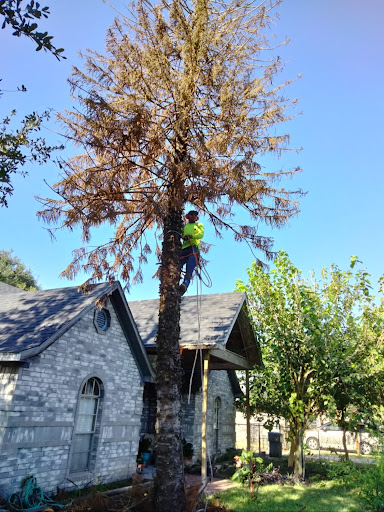 RGV Tree Care - Quality Services, Reasonable Prices