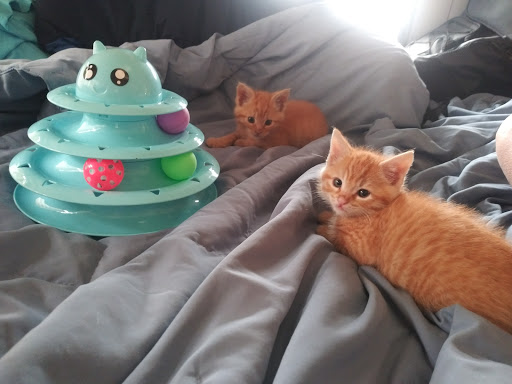 Pet Supply Store «McKenzie Feed and Pet Supply», reviews and photos, 4441 Main St, Springfield, OR 97478, USA