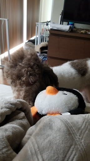 Pet Supply Store «Mud Bay», reviews and photos, 8867 161st Avenue Northeast, Redmond, WA 98052, USA