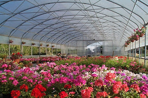 Campigotto Fiori e Giardini - Produzione vendita di piante, Progettazione e realizzazione giardini