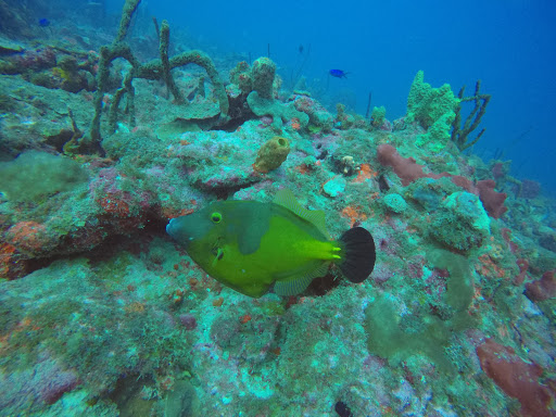 Tropical Sea divers